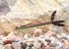 Šídlatka páskovaná (Vážky), Lestes sponsa, Zygoptera (Odonata)